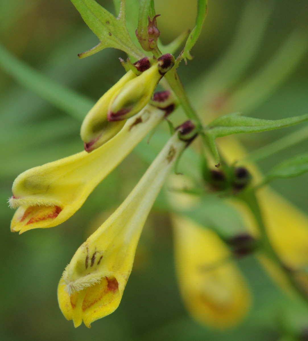 Engmarimjelle (Melampyrum pratense)