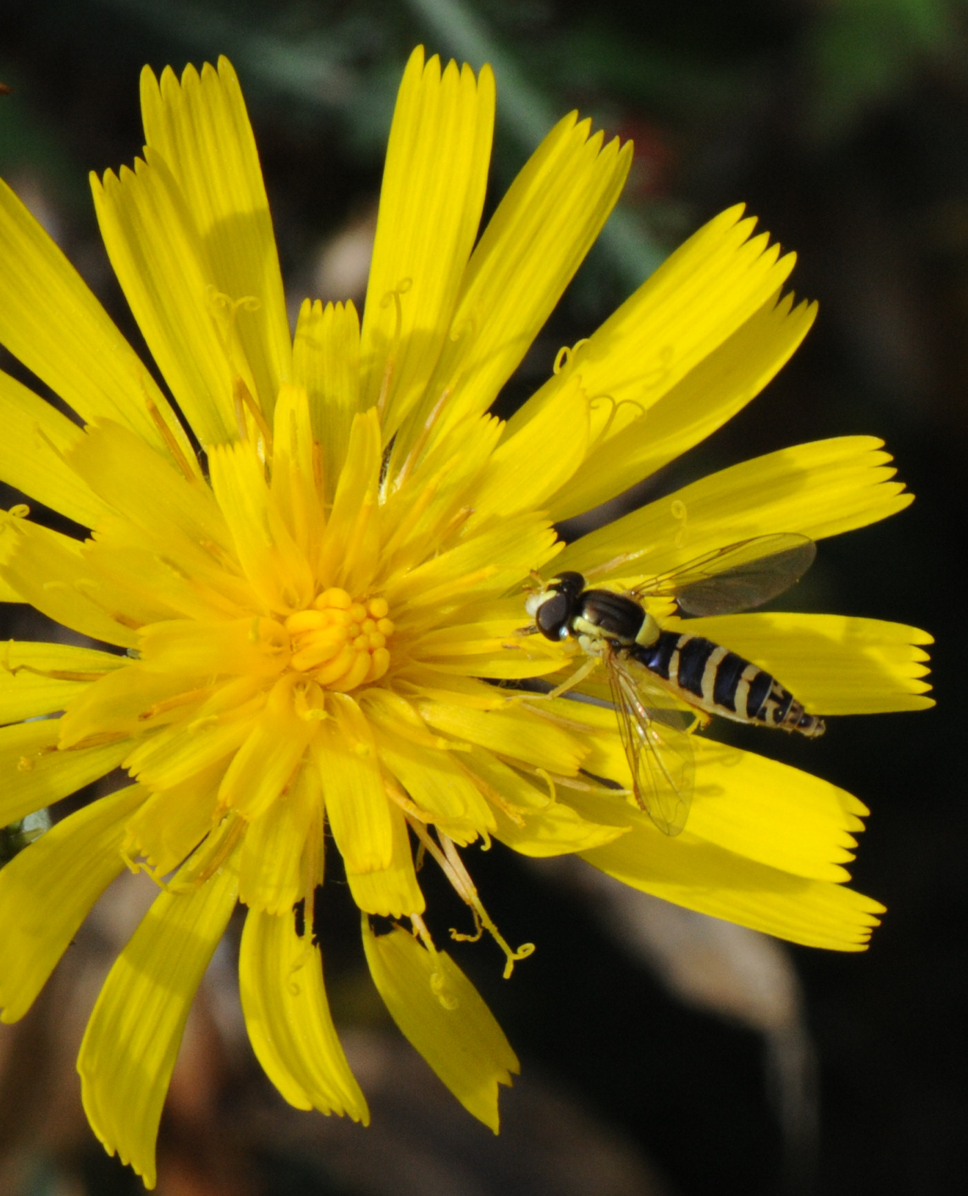 Blomsterflue (Sphaerophoria batava)