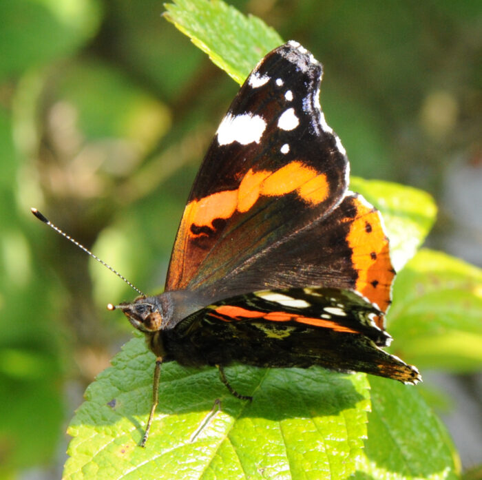 Admiral (Vanessa atalanta)