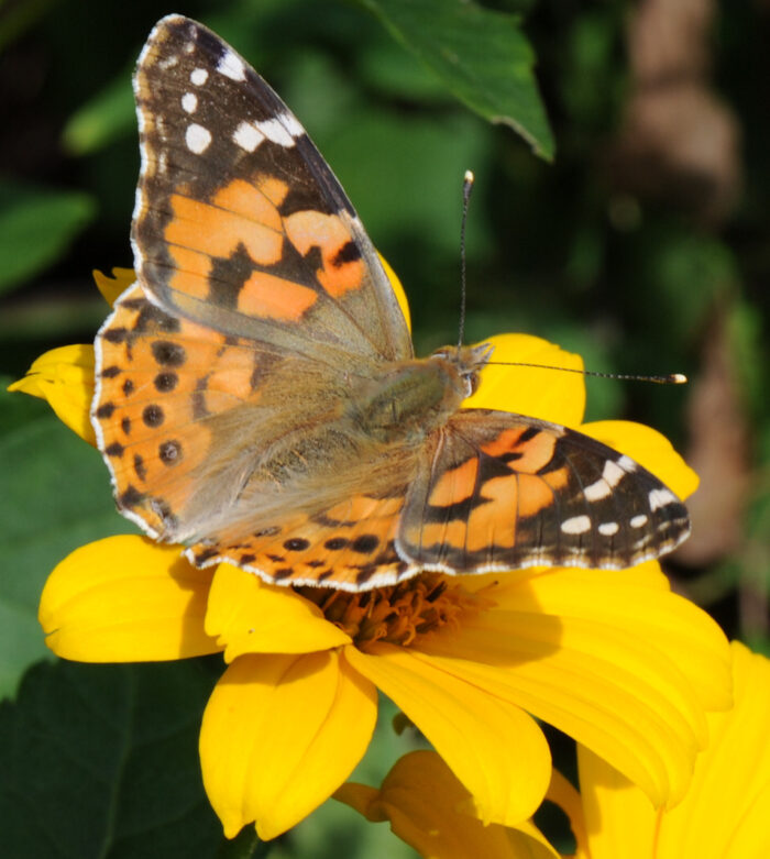 Tistelsommerfugl (Vanessa cardui)