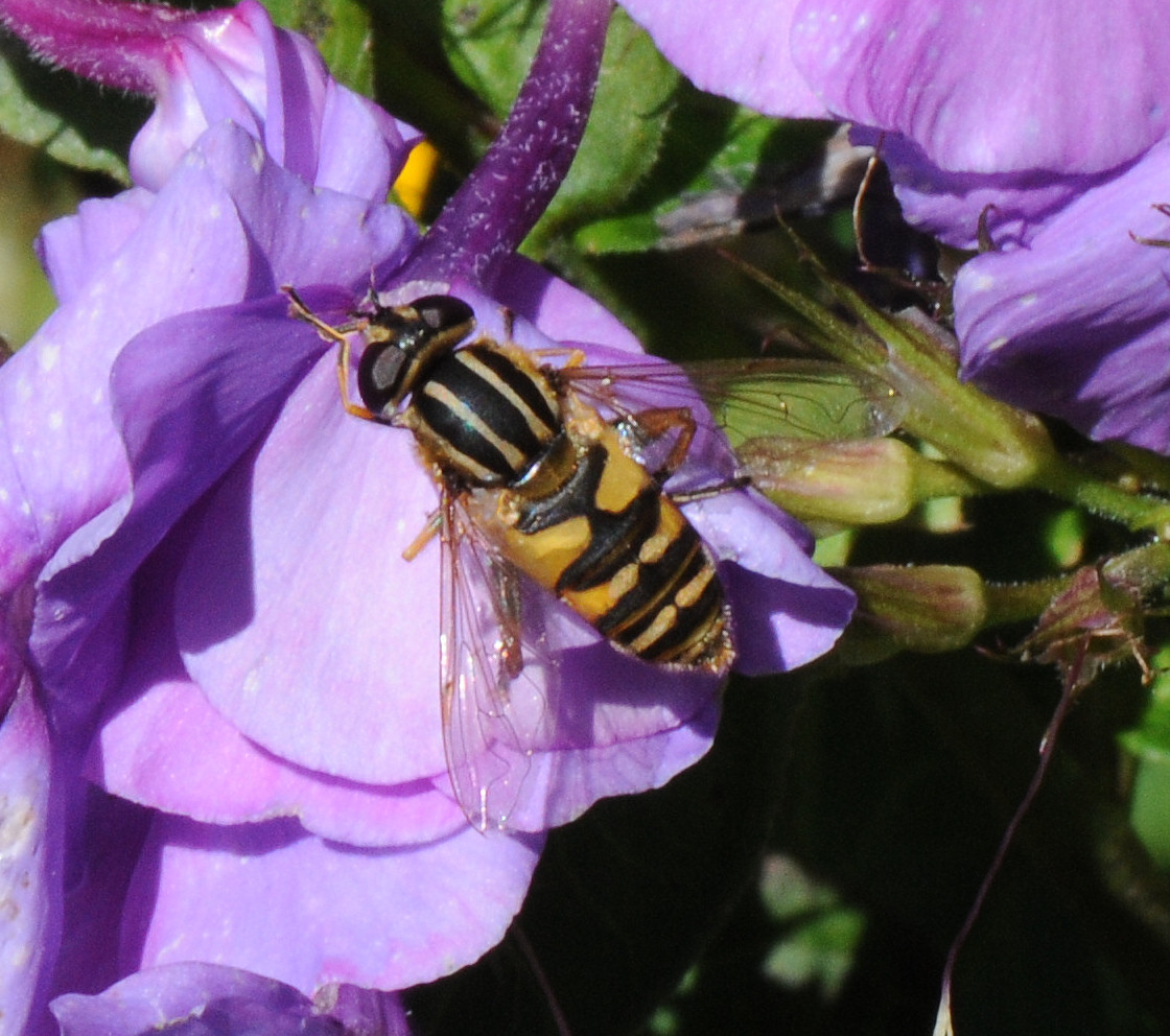 Blomsterflue (Helophilus pendulus)