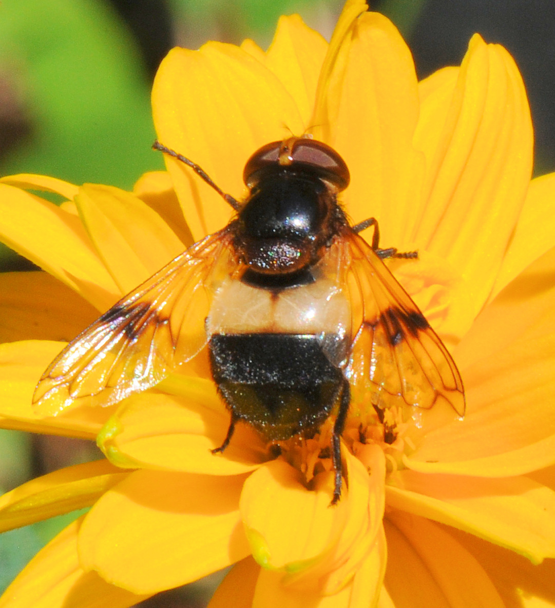 Hvitbåndet humleblomsterflue (Volucella pellucens)