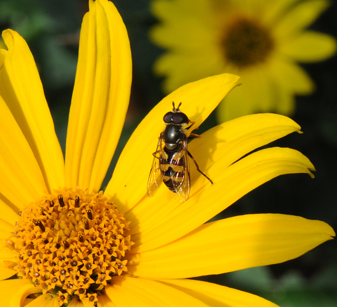 Blomsterflue (Didea fasciata)