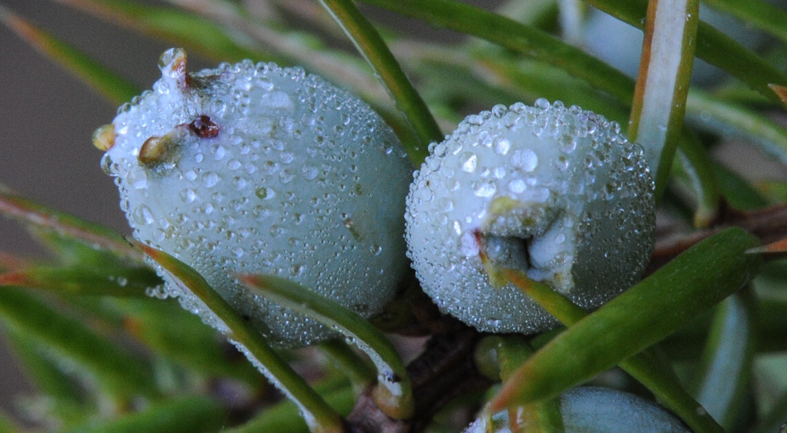 Einer (Juniperus communis)