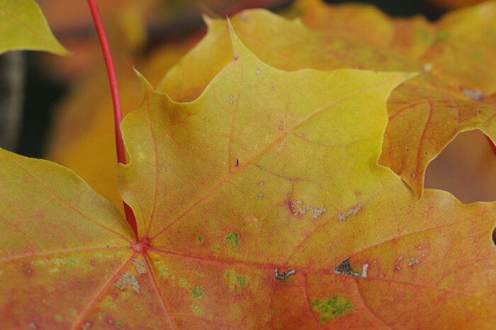 Spisslønn (Acer platanoides)