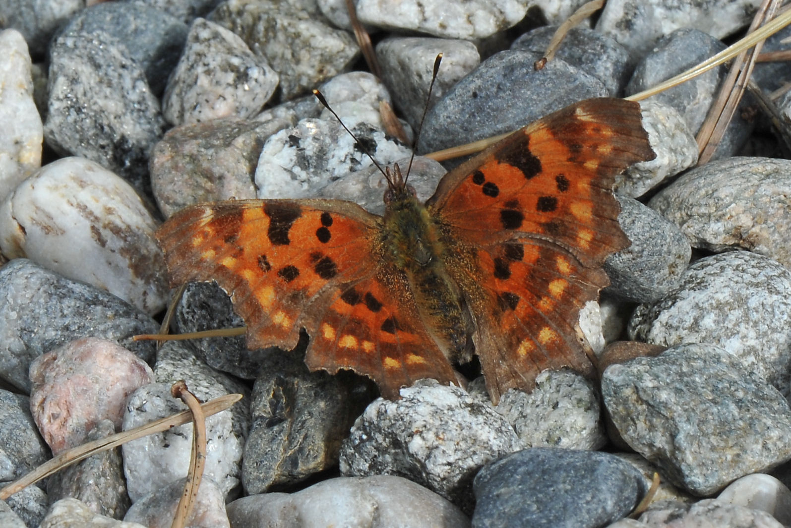 Hvit C (Polygonia c-album)