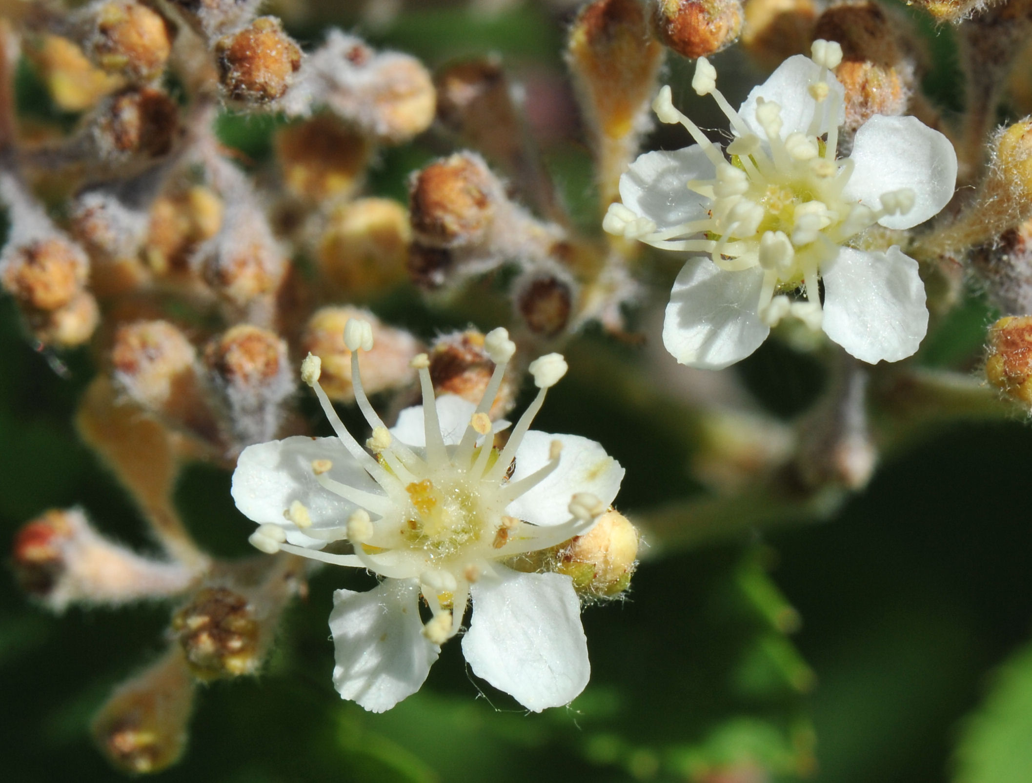 Rogn (Sorbus aucuparia)