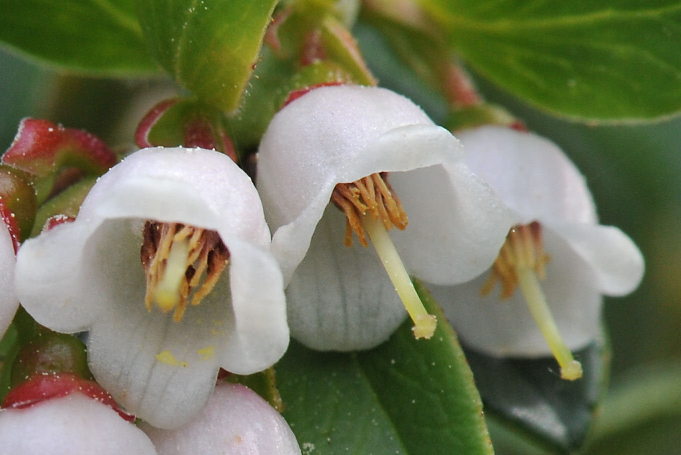 Tyttebær (Vaccinium vitis-idaea)