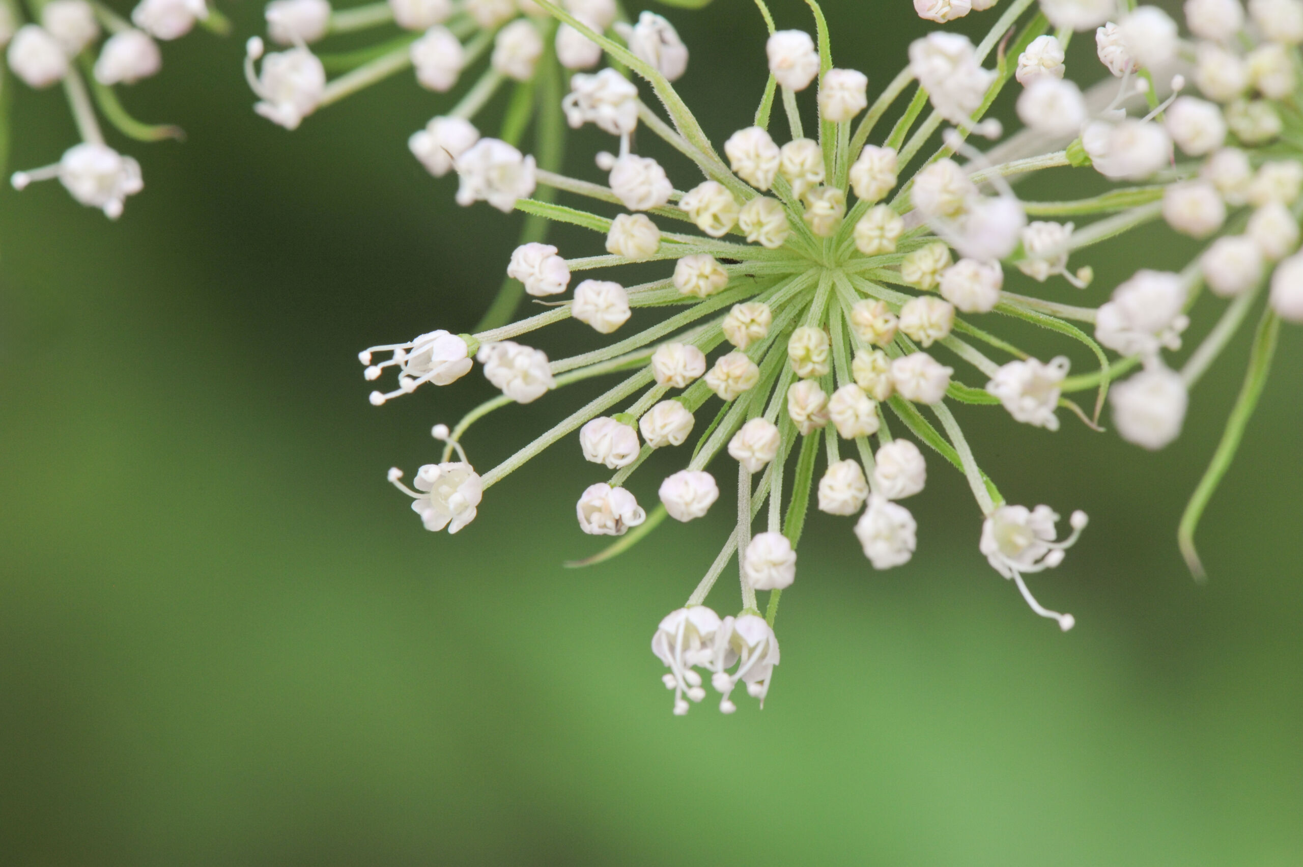 Sløke (Angelica sylvestris)