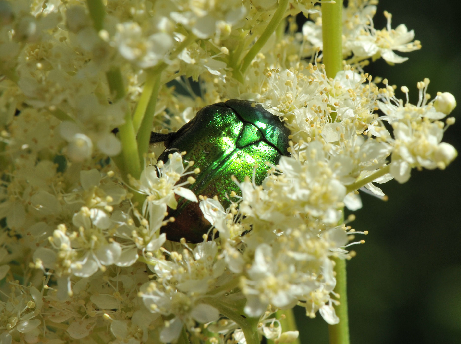 Gullbasse (Cetonia aurata)