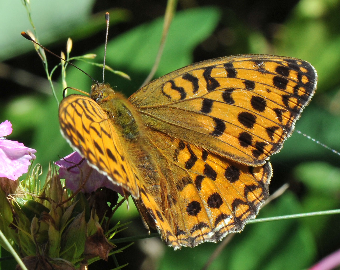 Adippeperlemorvinge (Argynnis adippe)