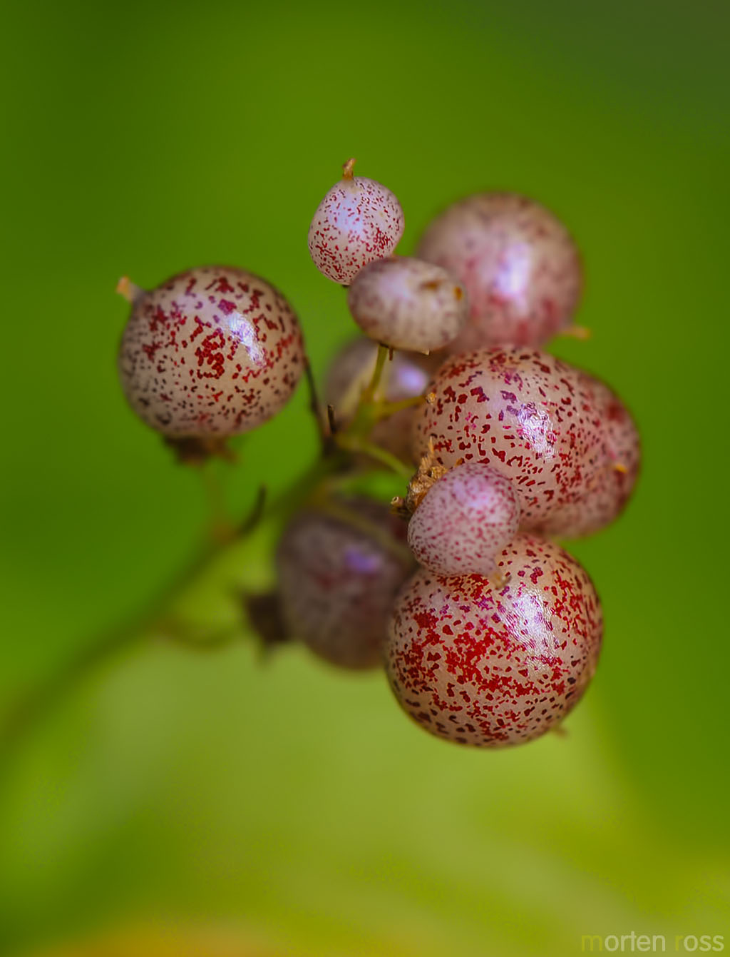 Maiblom (Maianthemum bifolium)