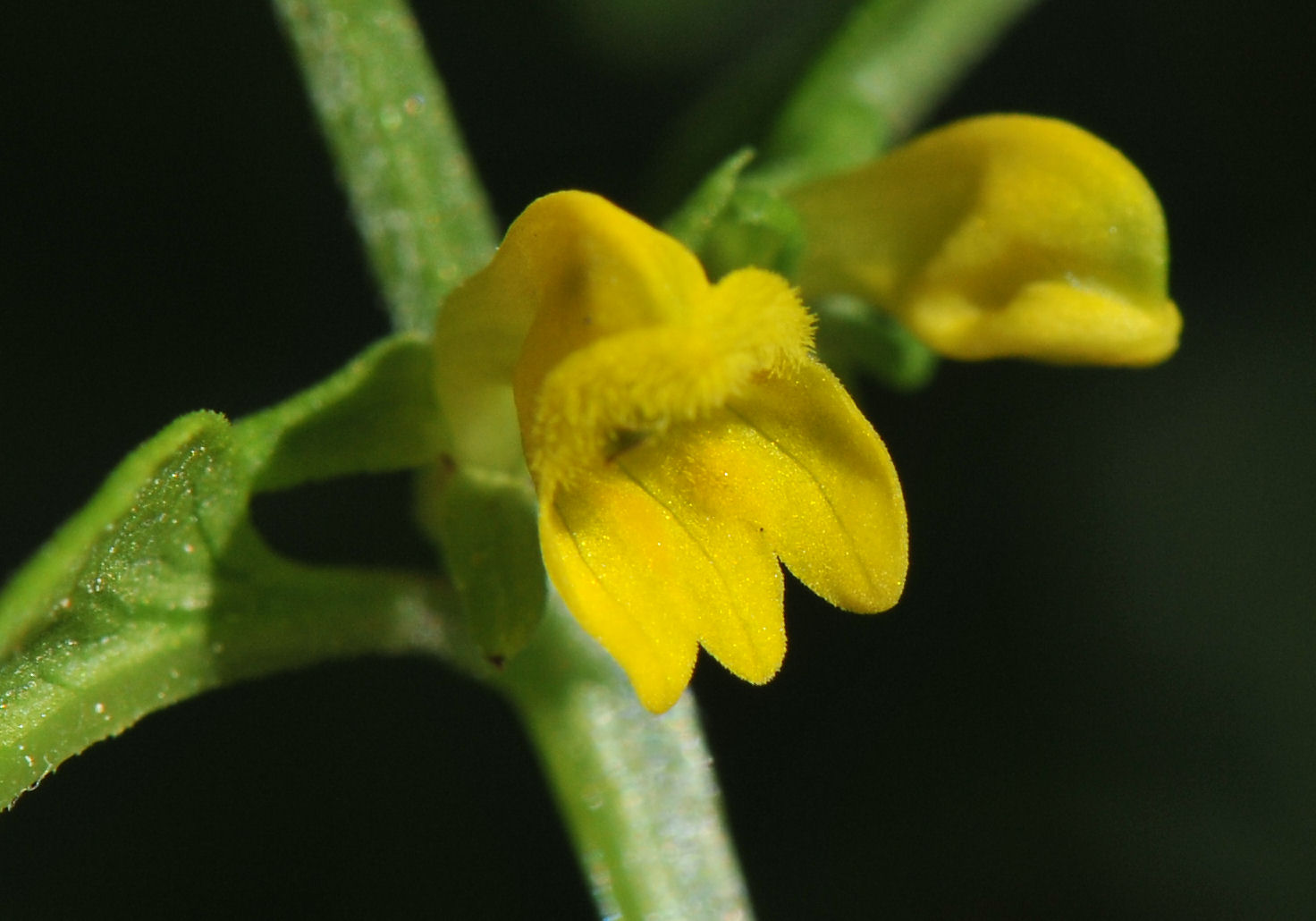 Småmarimjelle (Melampyrum sylvaticum)