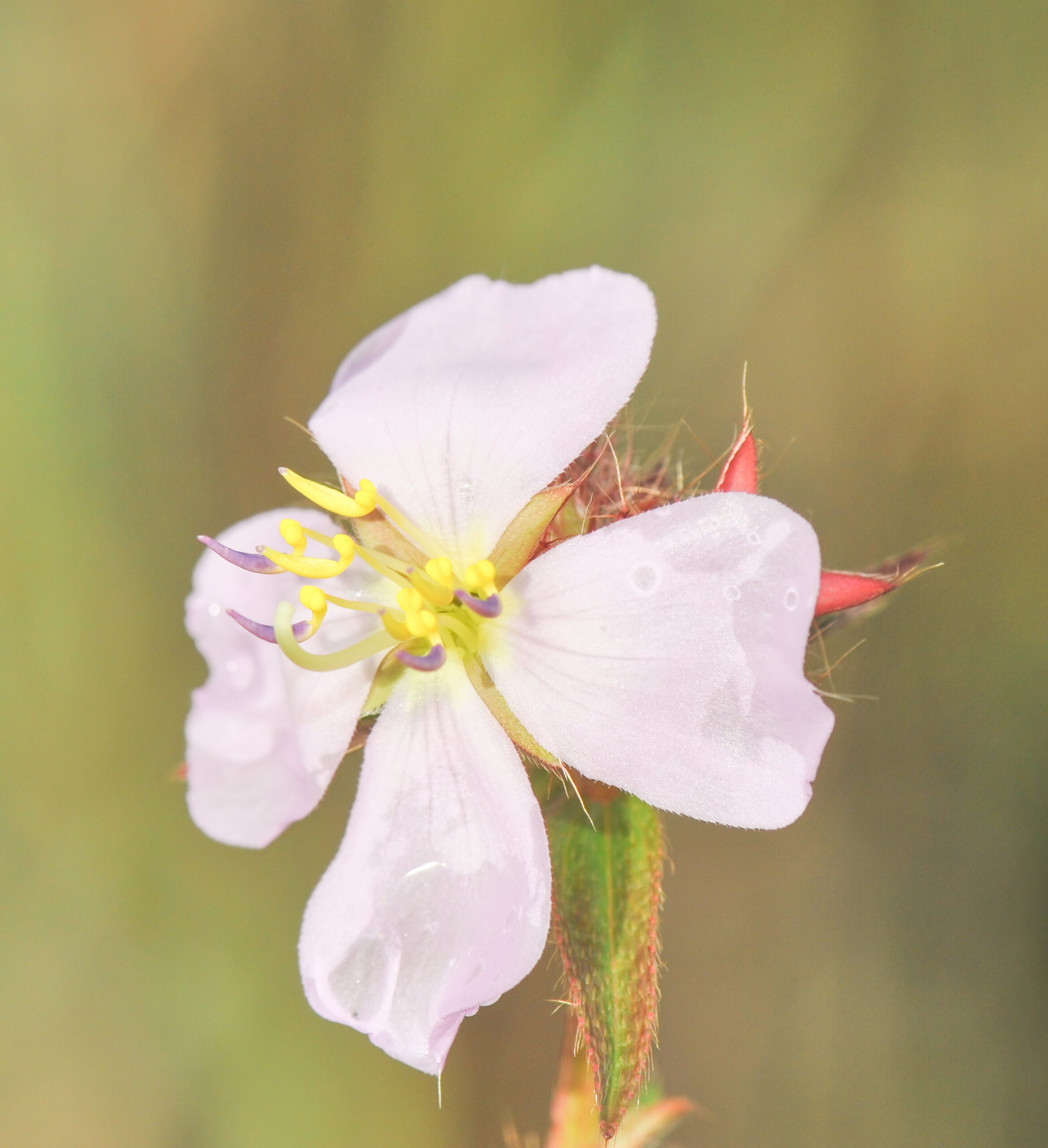 False Meadowbeauty (Pterolepis glomerata)