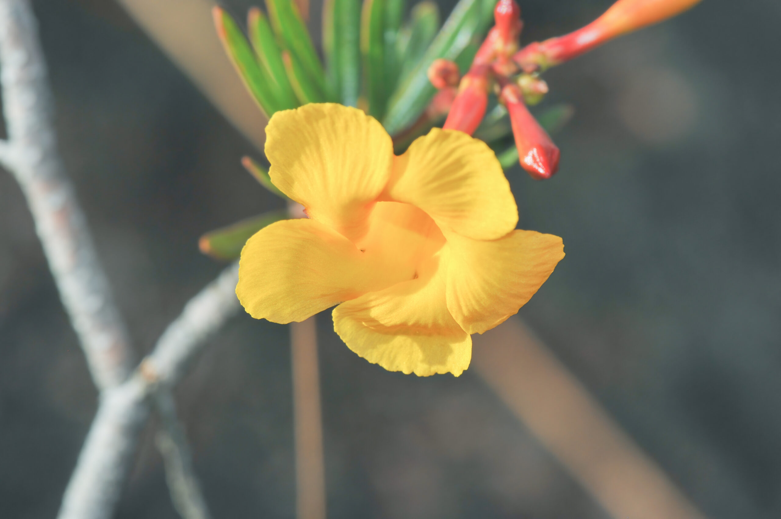 Mandevilla benthamii