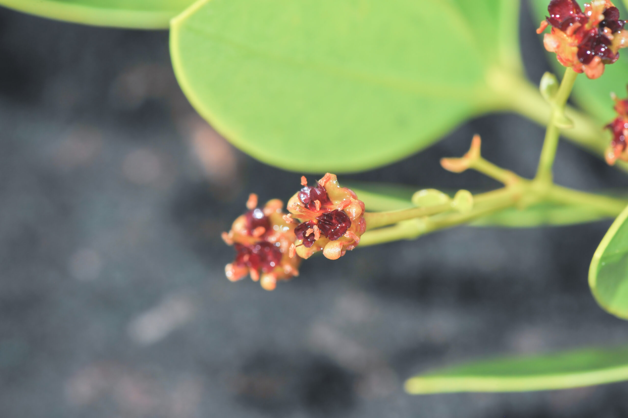 Gran Sabana flower 008