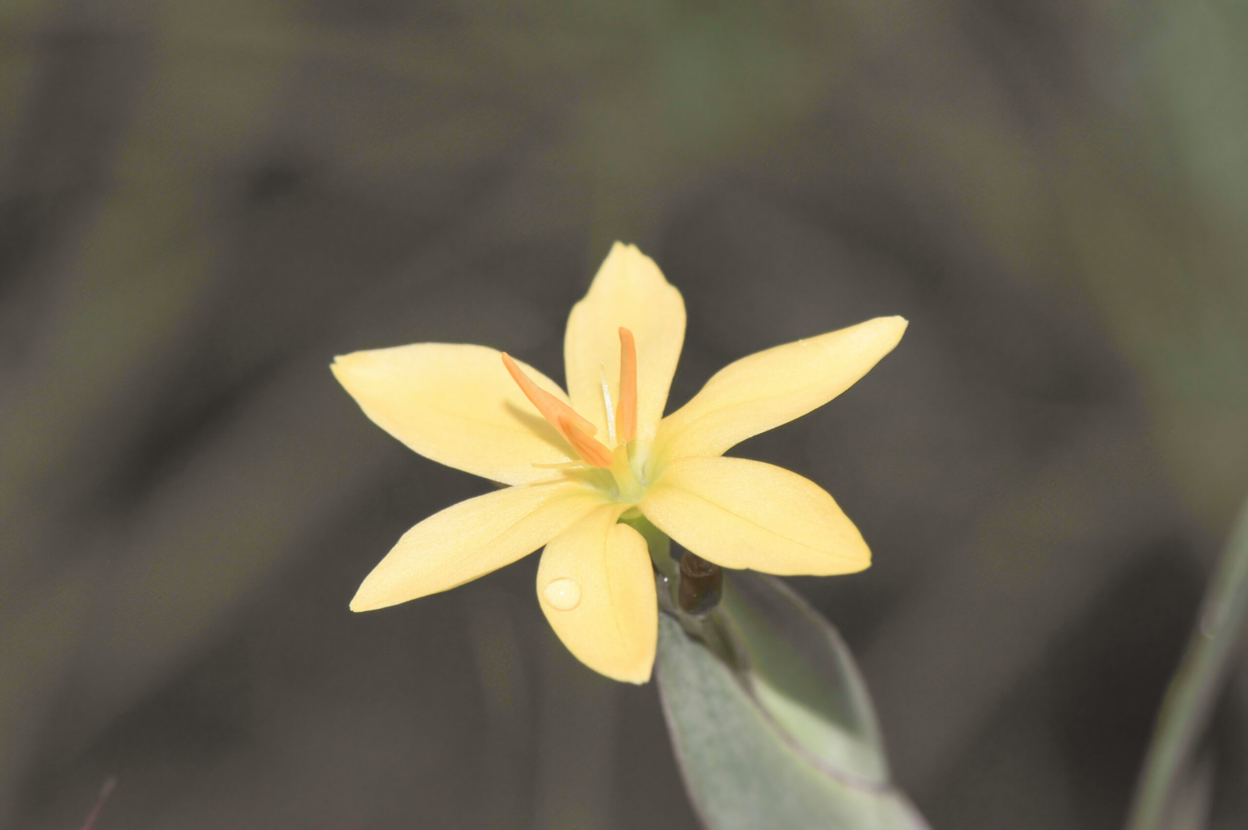 Sisyrinchium vaginatum
