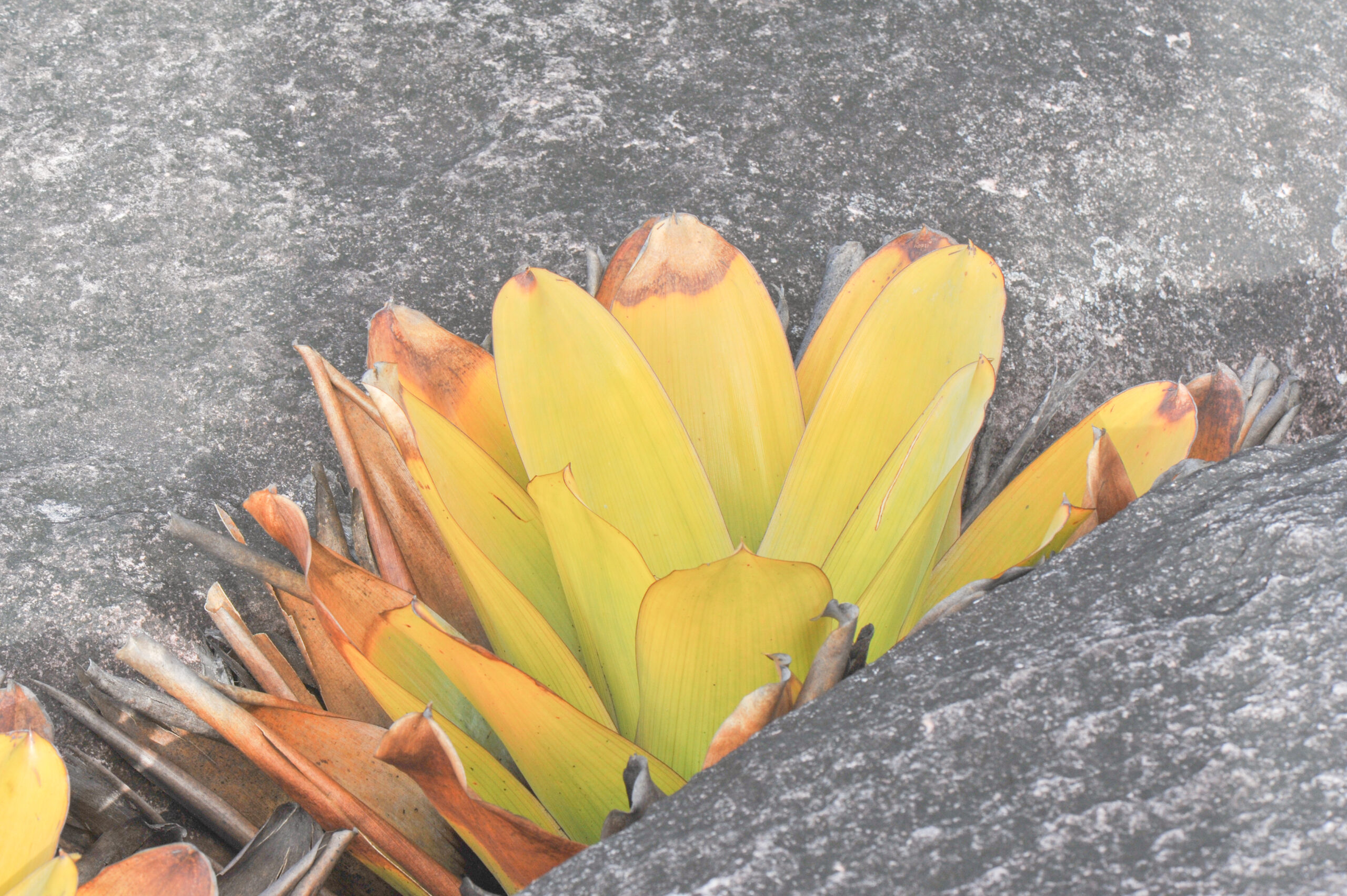Brocchinia tatei