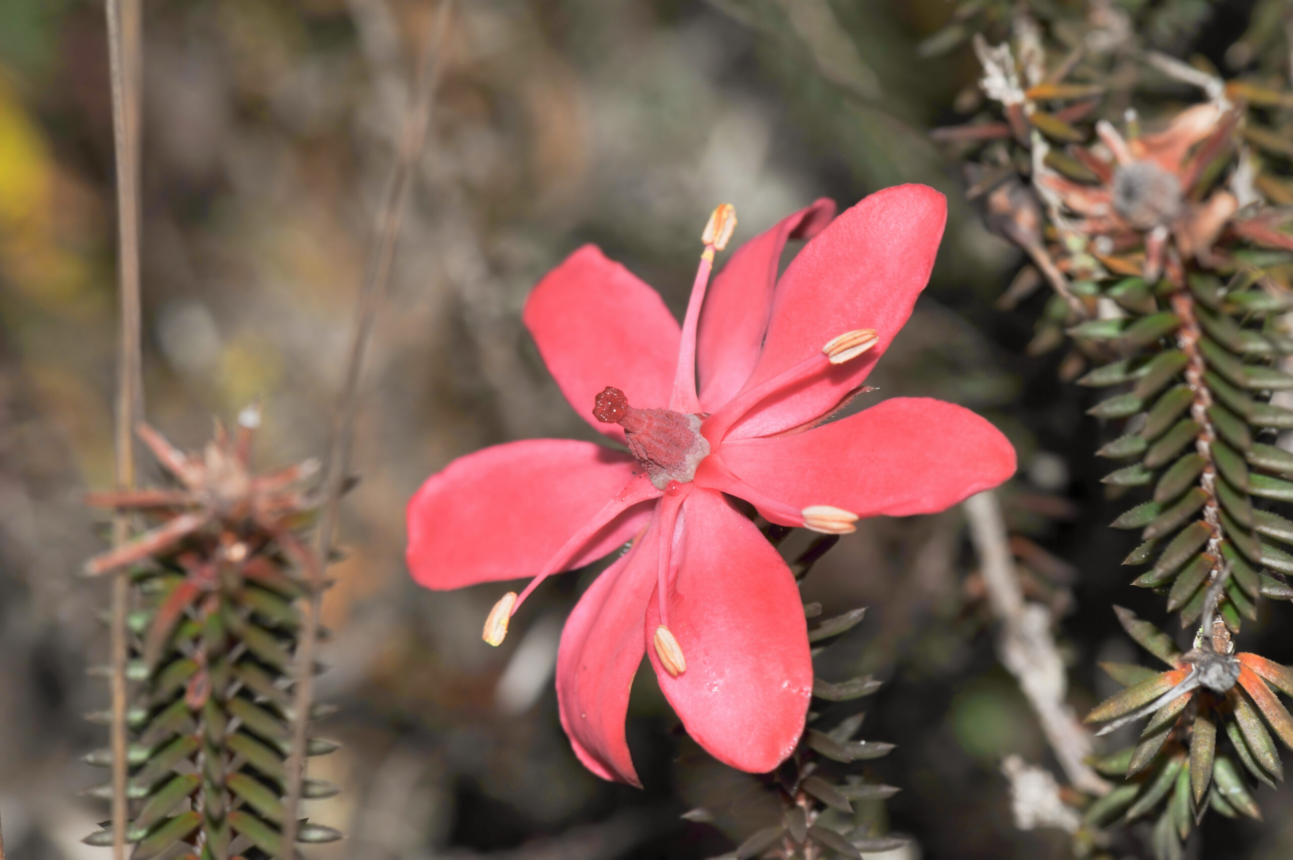 Roraima heather (Ledothamnus sessiliflorus)