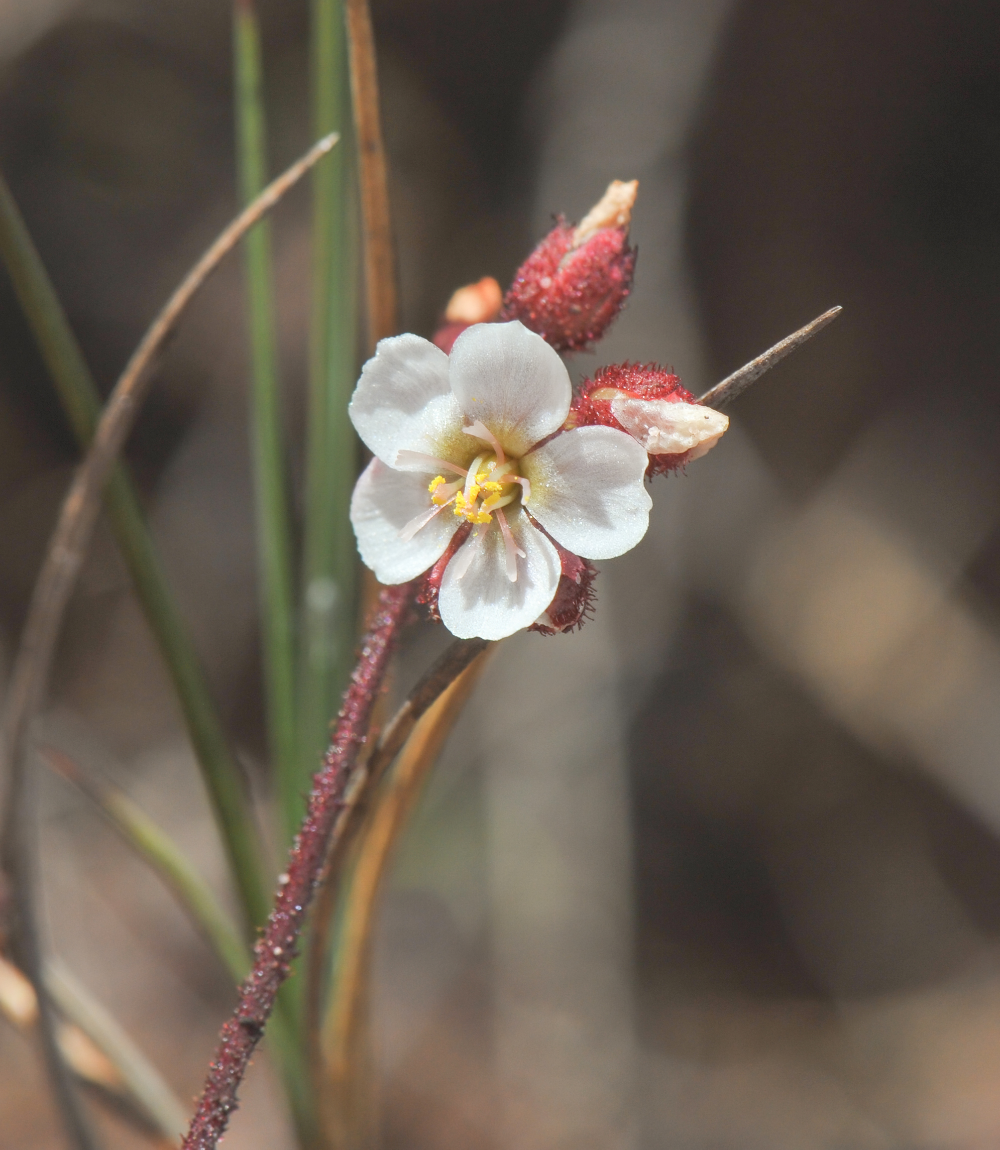 Roraima Sundew (Drosera roraimae)