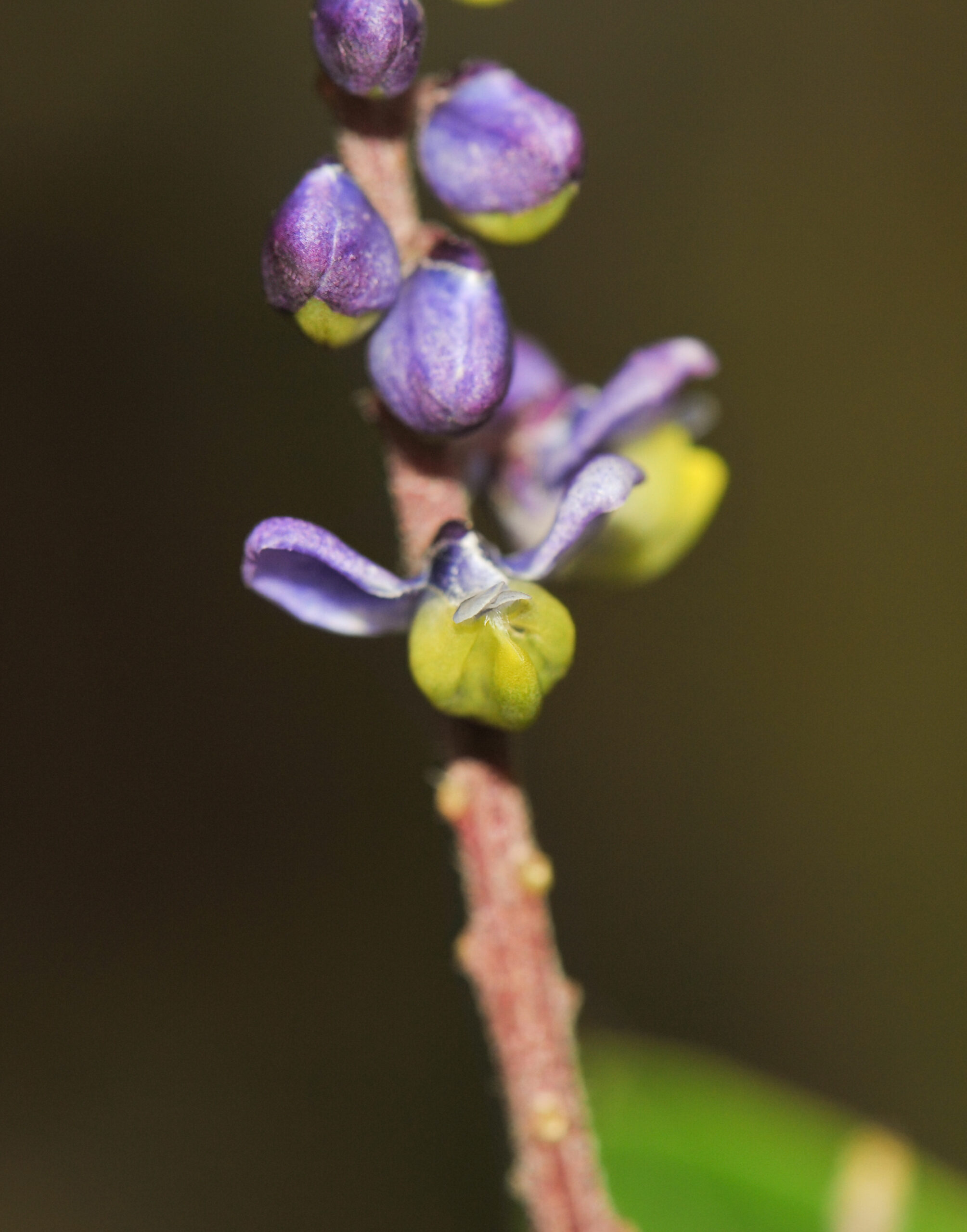 Monnina cacumina