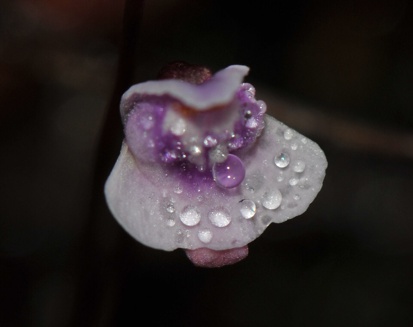 Bladderwort (Utricularia sp)