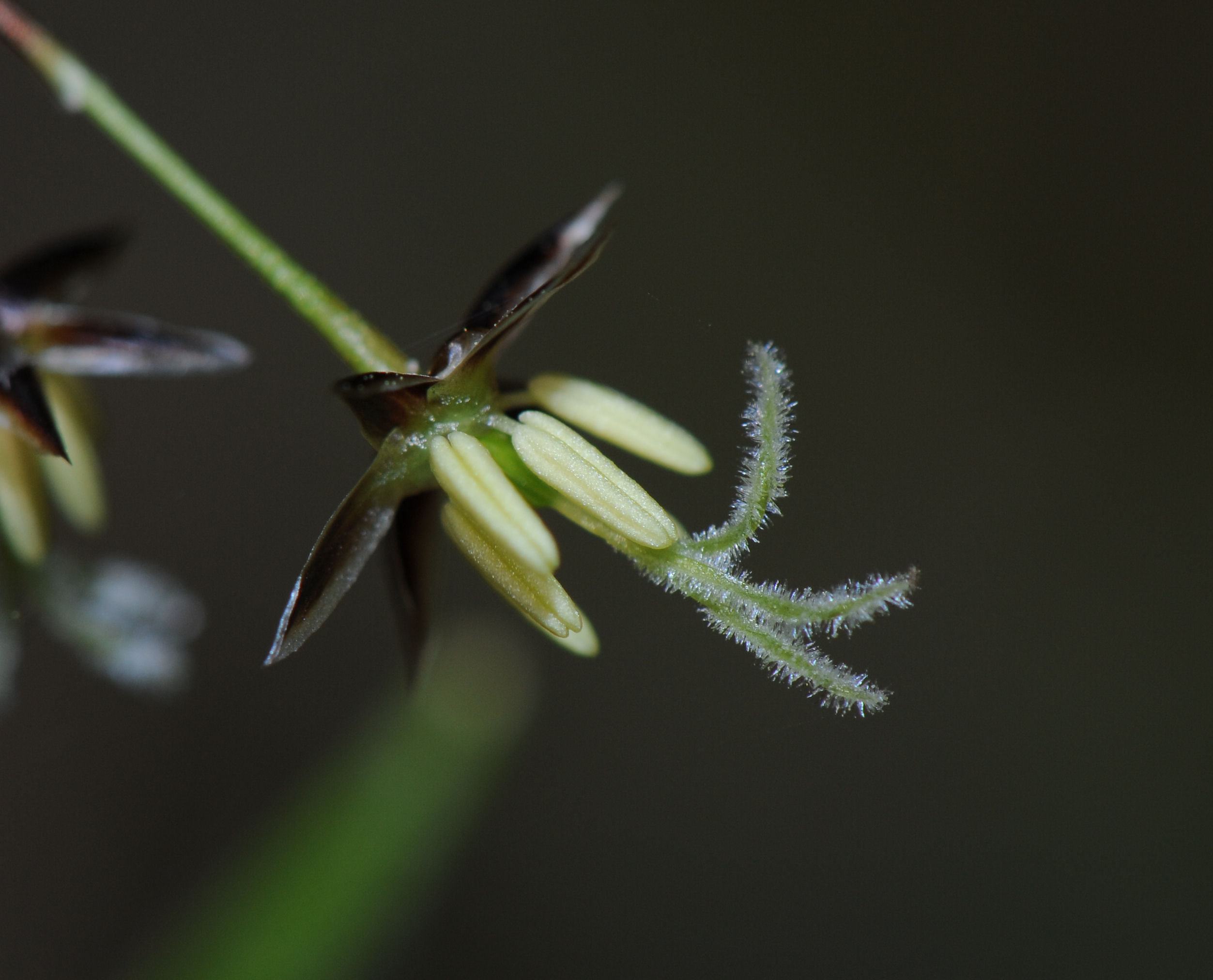 Hårfrytle (Luzula pilosa)