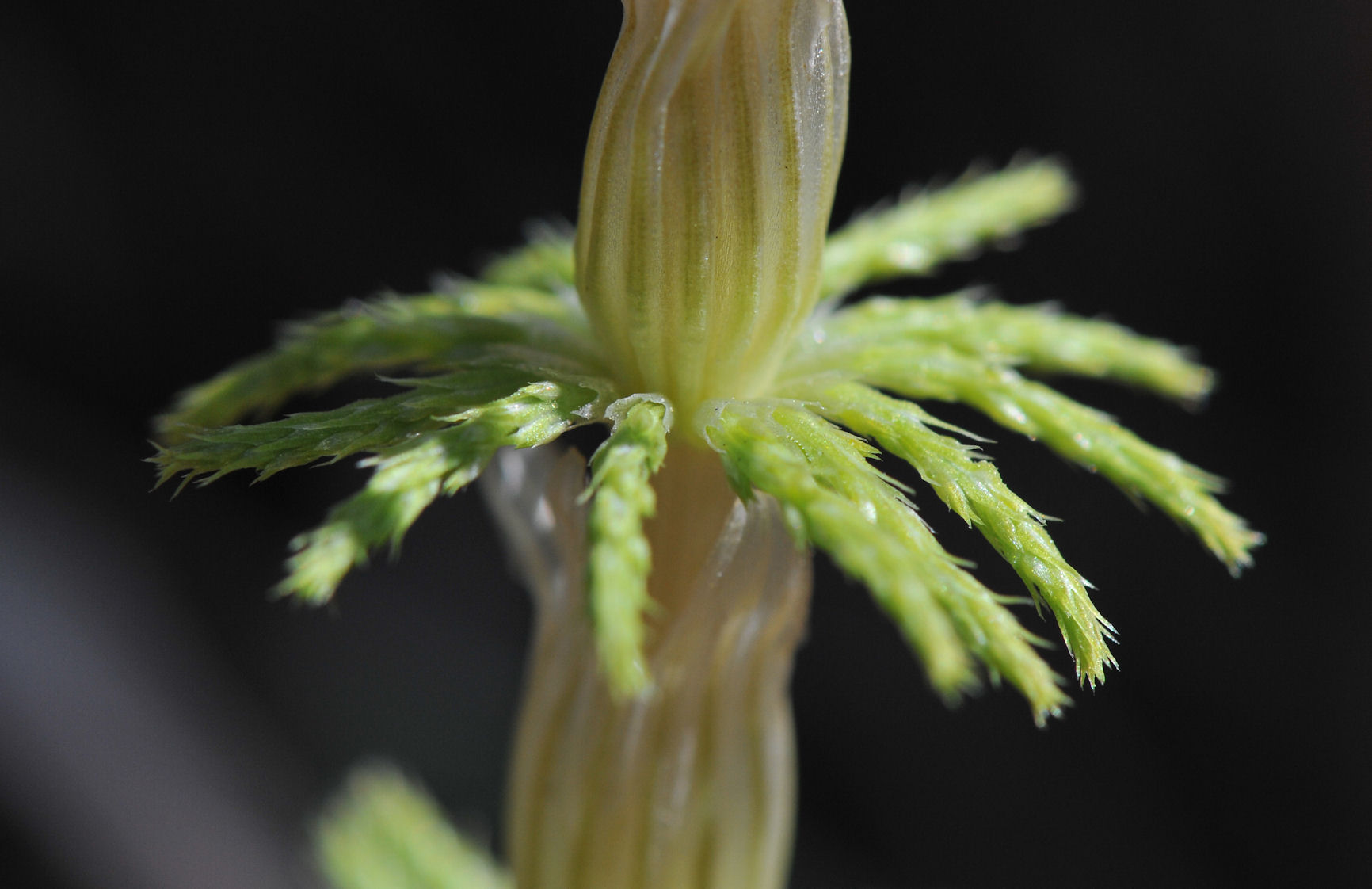 Skogsnelle (Equisetum sylvaticum)