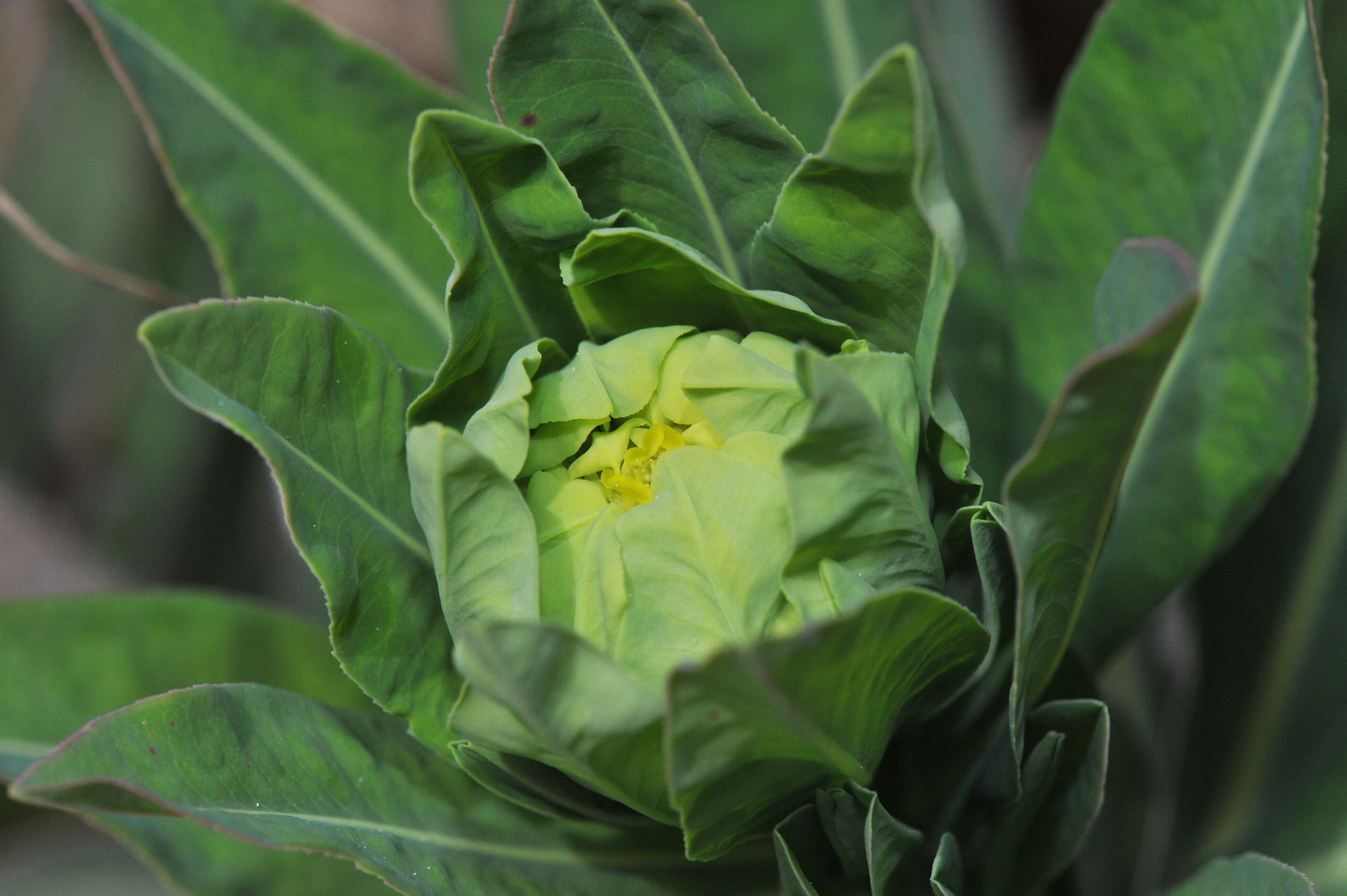 Strandvortemelk (Euphorbia palustris)