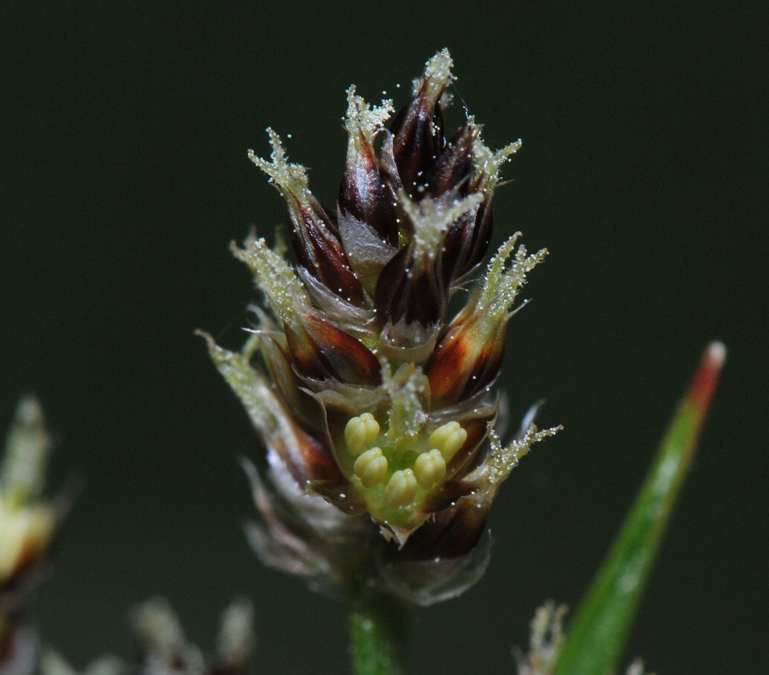 Engfrytle (Luzula multiflora ssp multiflora)