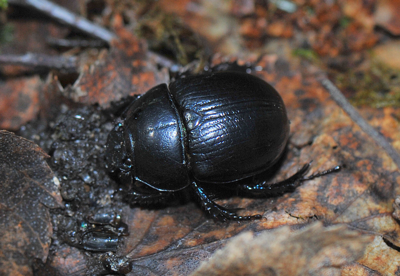 Skogtordivel (Anoplotrupes stercorosus)