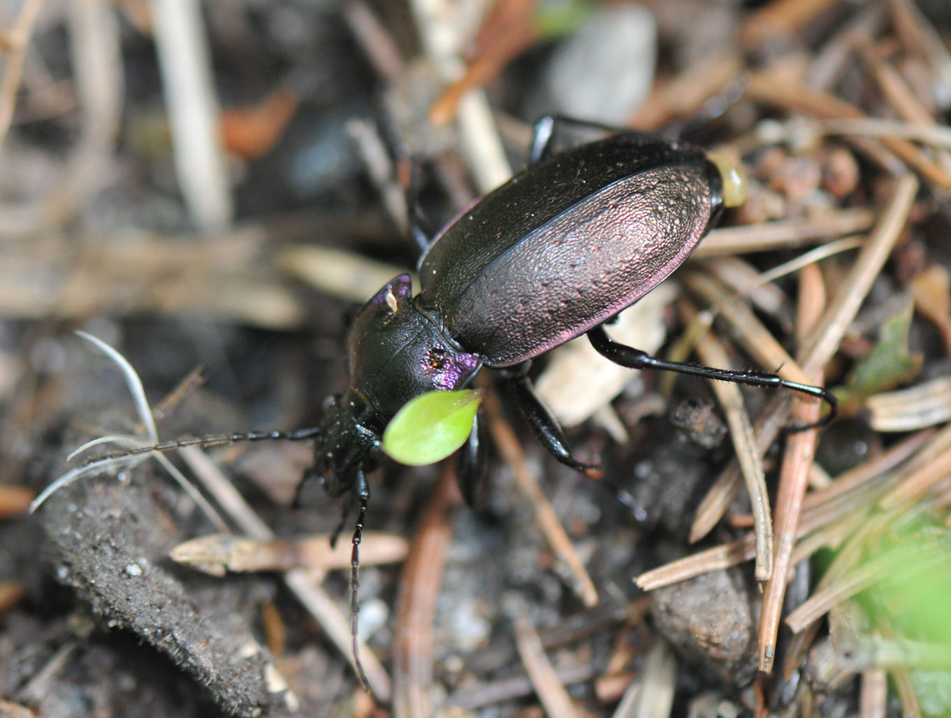 Vanlig jordløper (Carabus nemoralis)