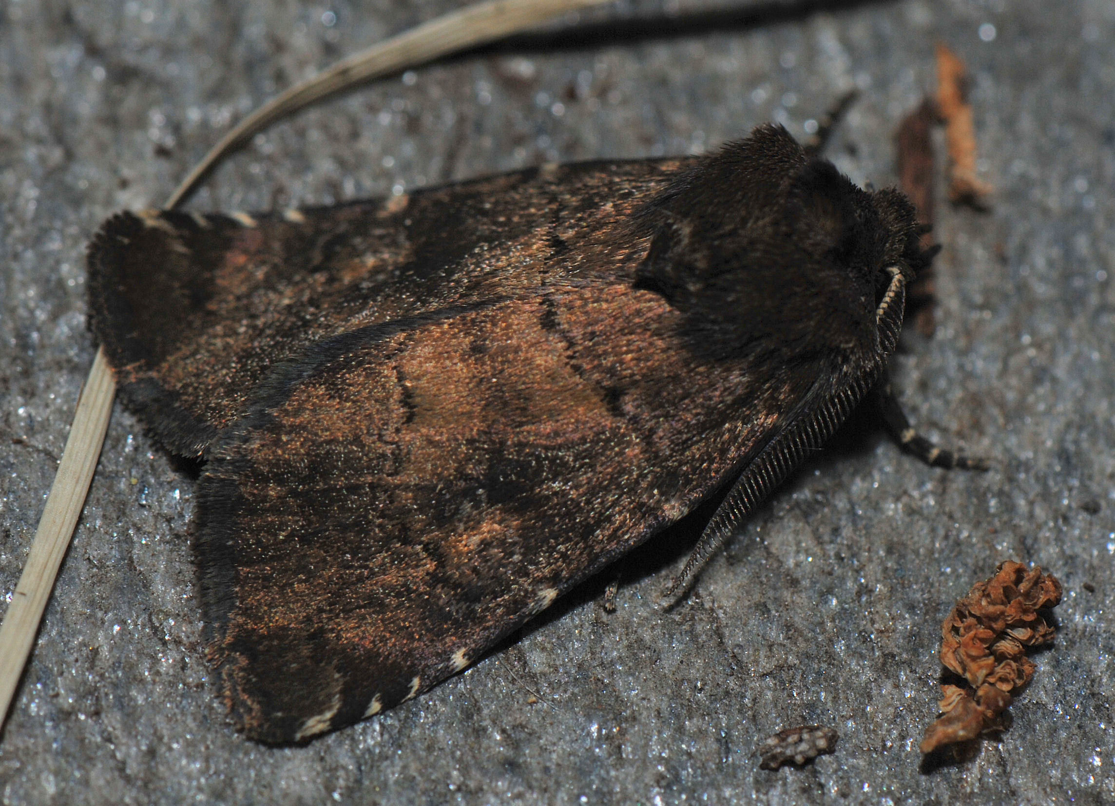 Skyggefly (Rusina ferruginea)