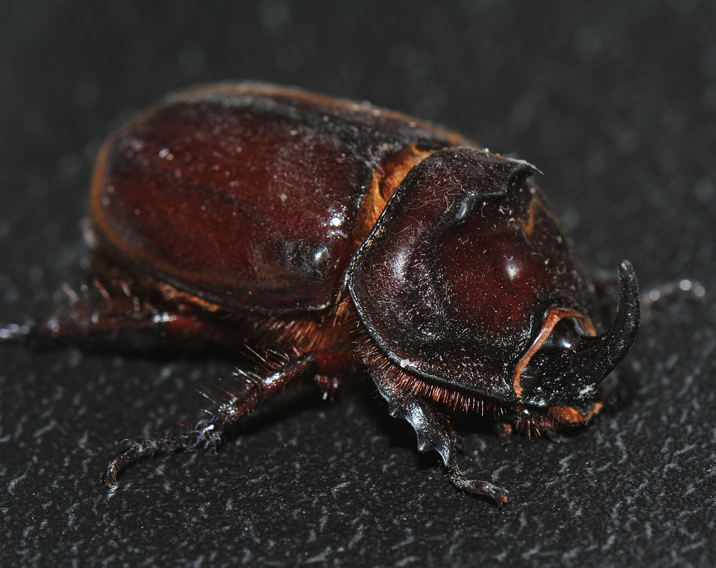Neshornbille (Oryctes nasicornis)