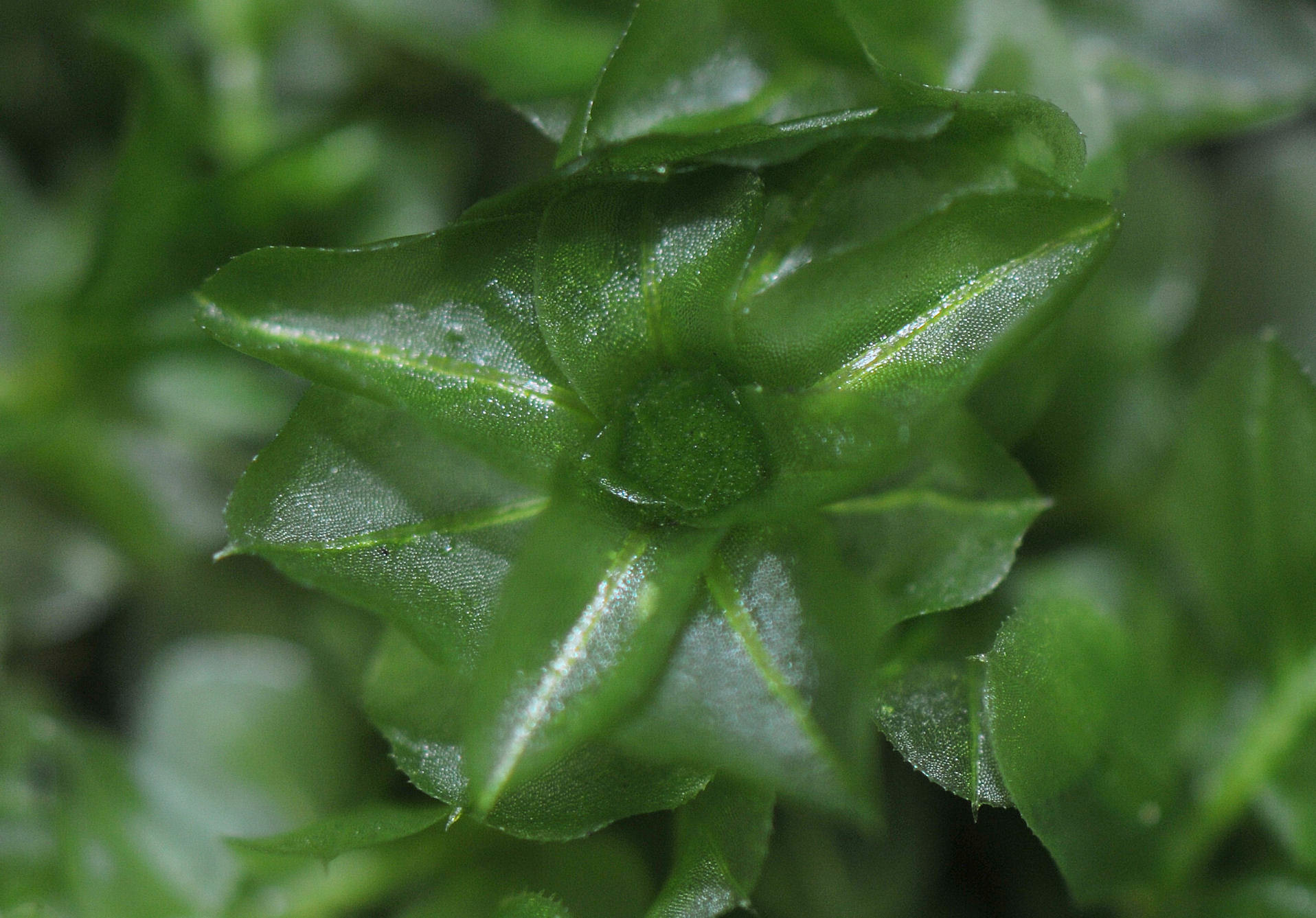 Bekkerundmose (Rhizomnium punctatum)