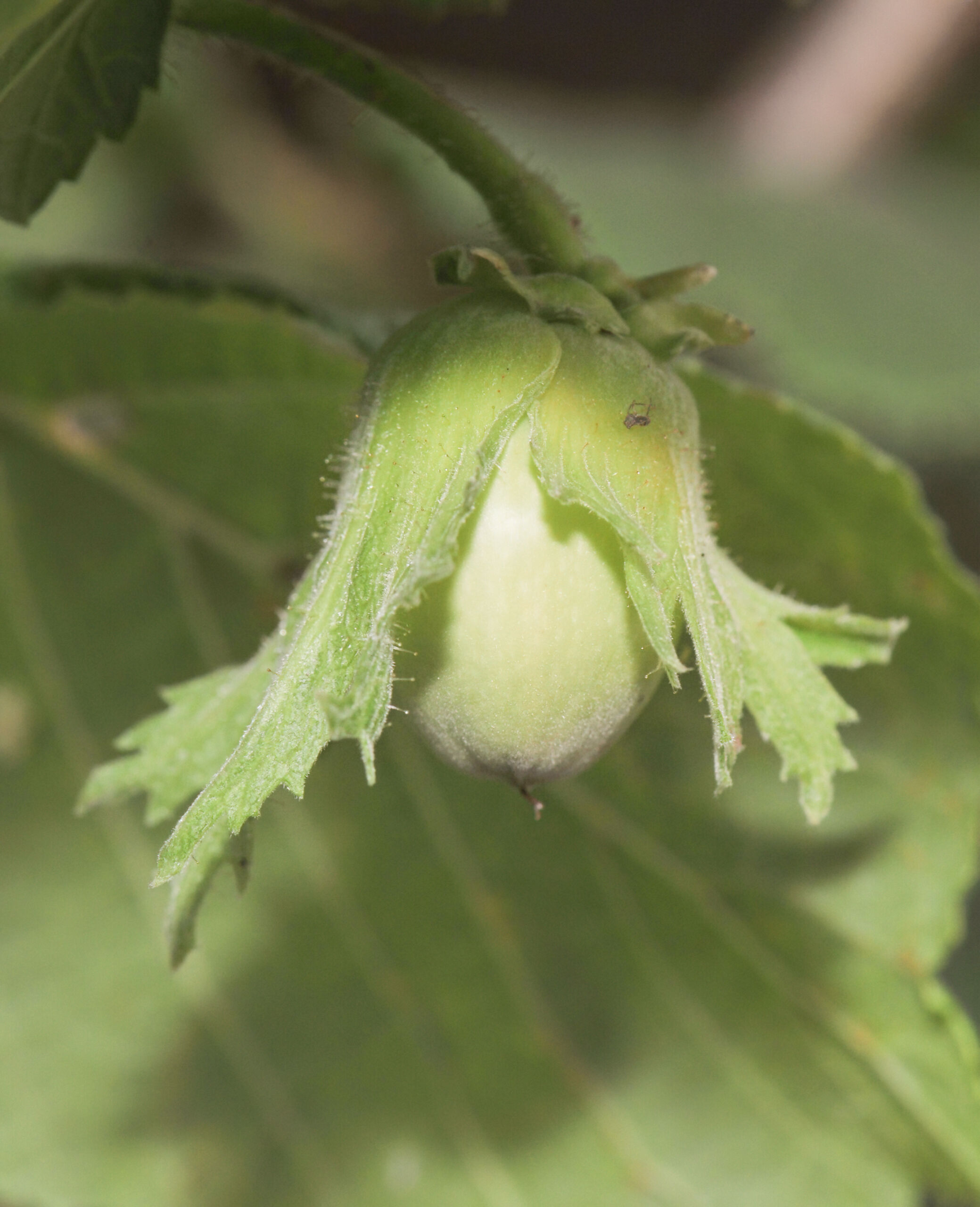 Hassel (Corylus avellana)