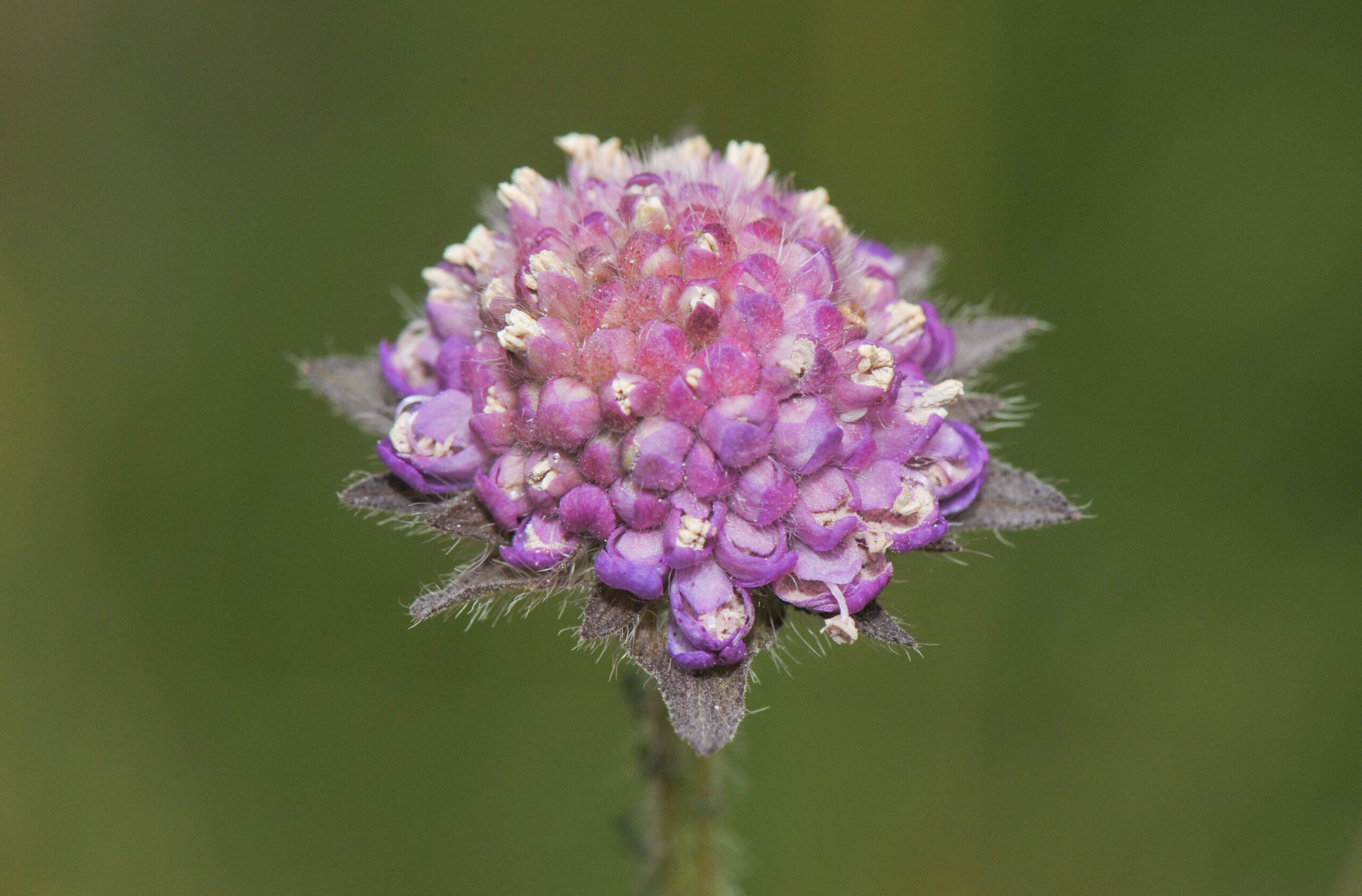 Rødknapp (Knautia arvensis)