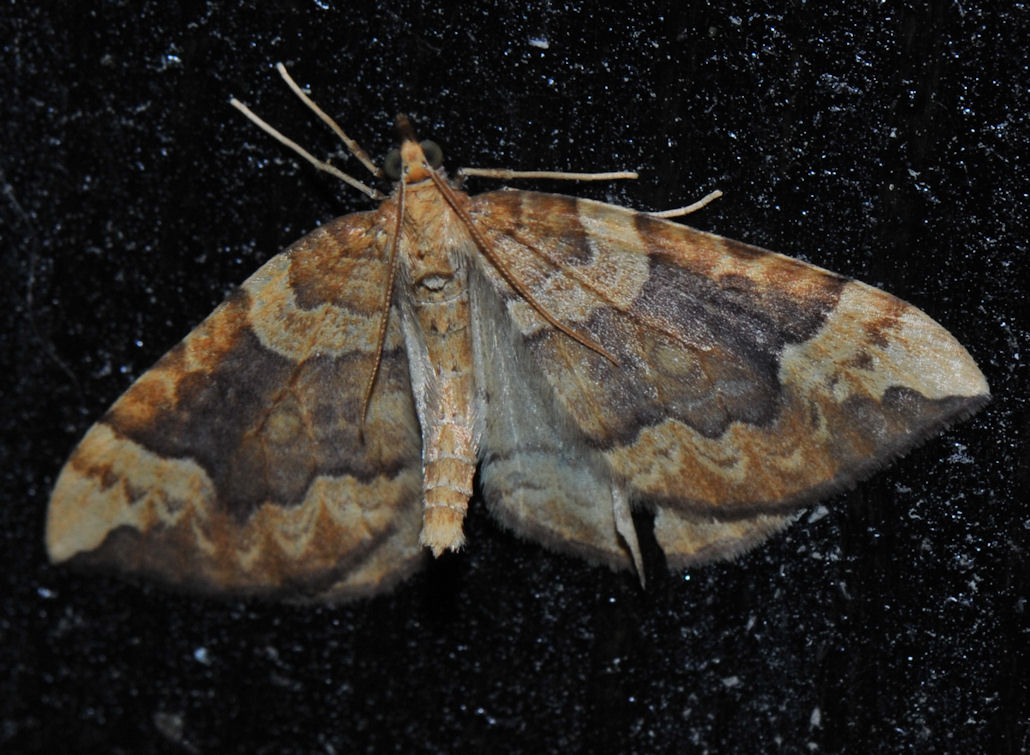 Blåbærmåler (Eulithis populata)