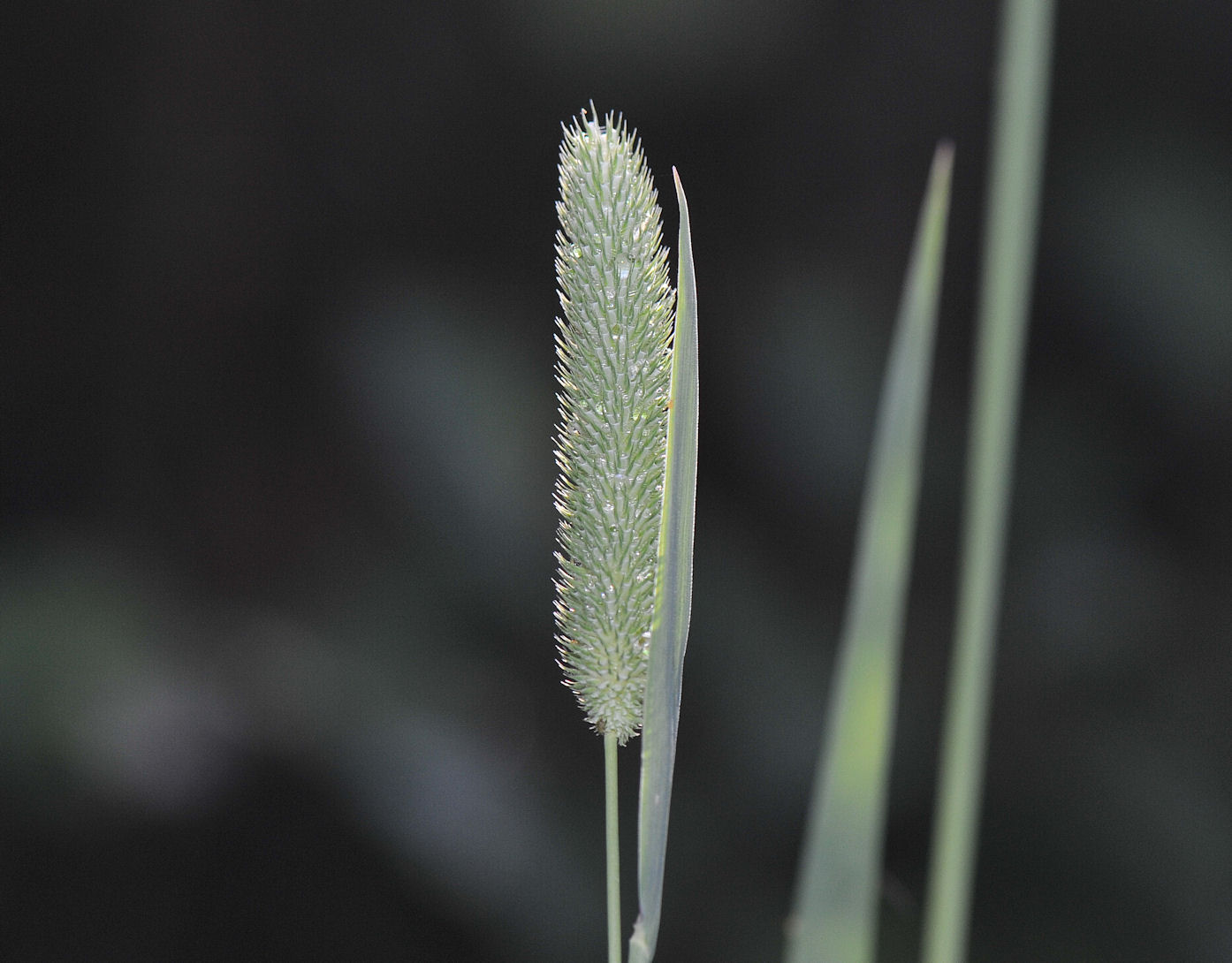 Timotei (Phleum pratense)
