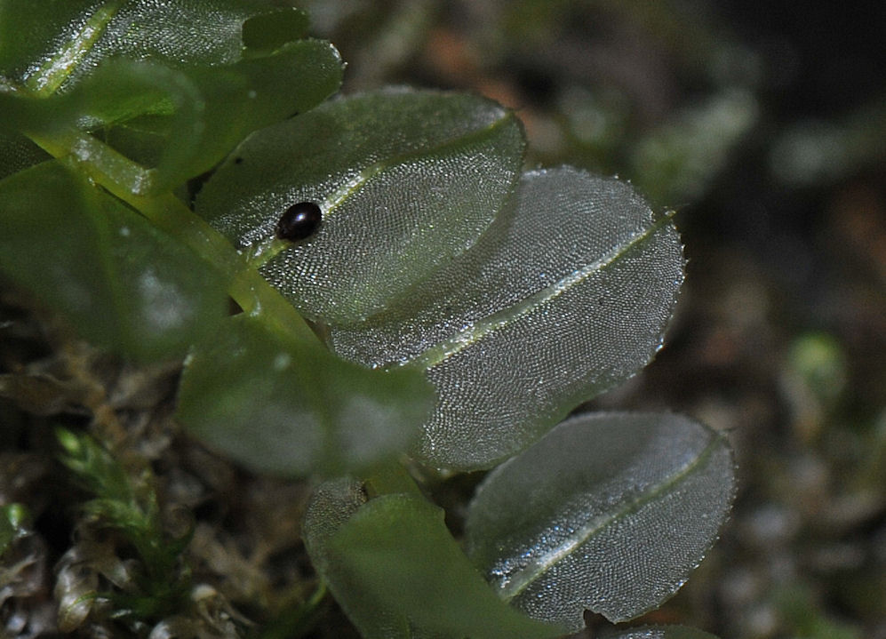 Bekkerundmose (Rhizomnium punctatum)
