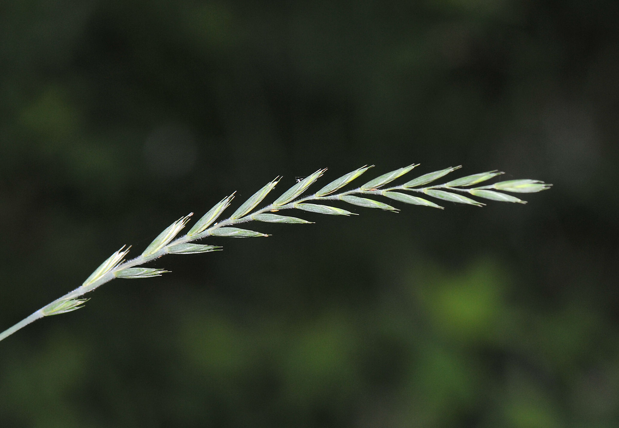 Kveke (Elytrigia repens)