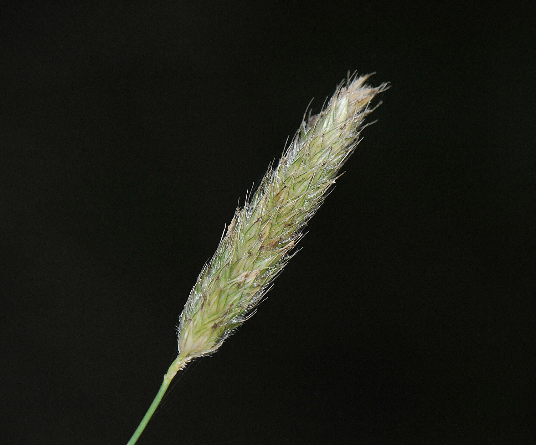 Knereverumpe (Alopecurus geniculatus)