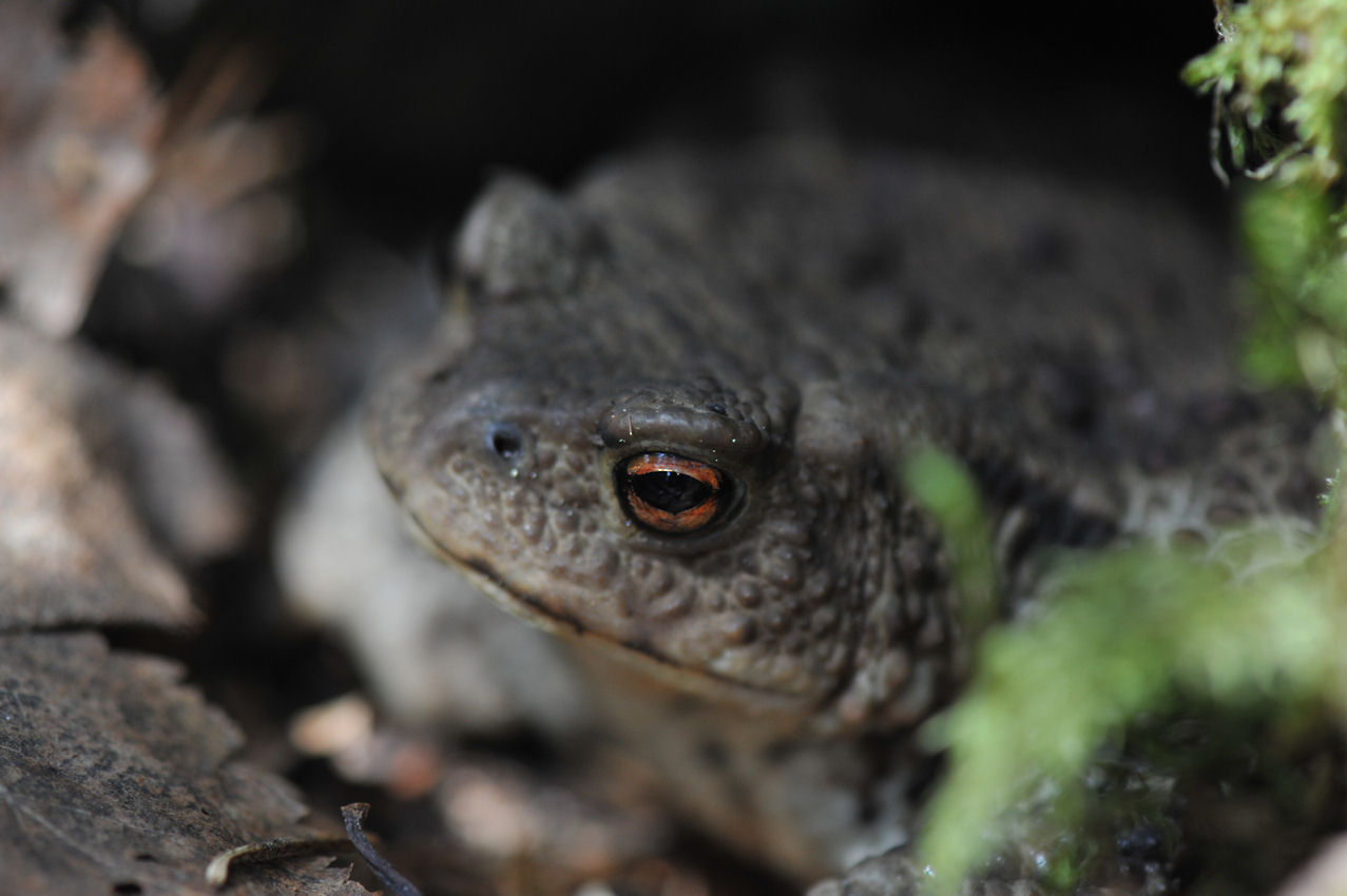 Padde (Bufo bufo)