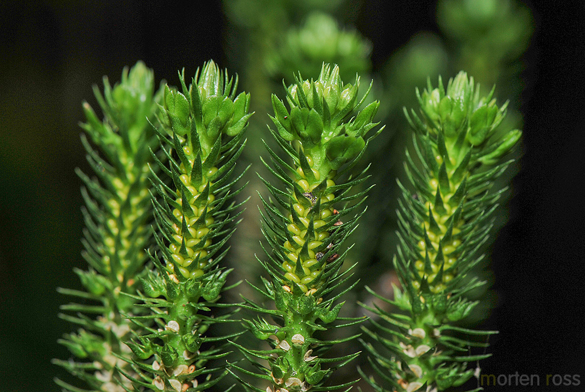 Lusegress (Huperzia selago)