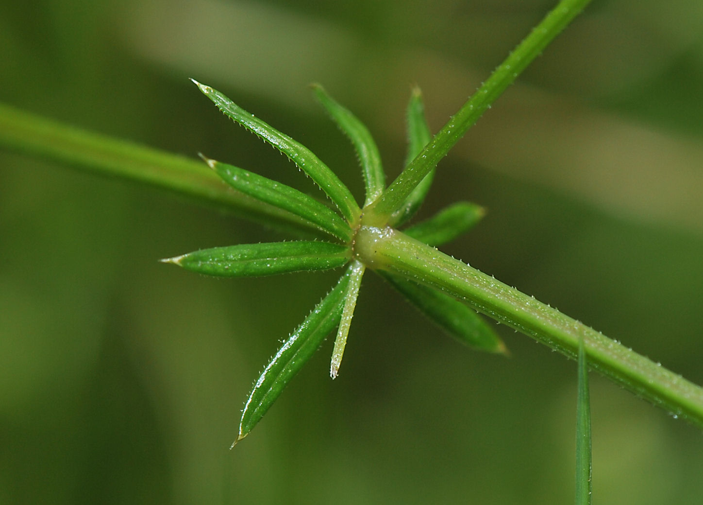 Sumpmaure (Galium uliginosum)