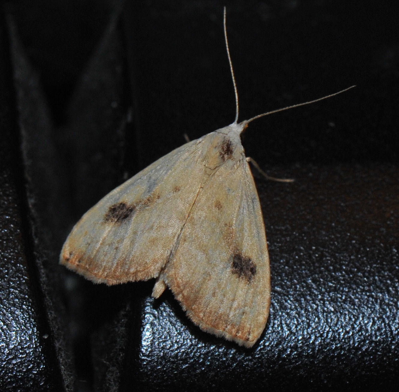 Gult nebbfly (Rivula sericealis)