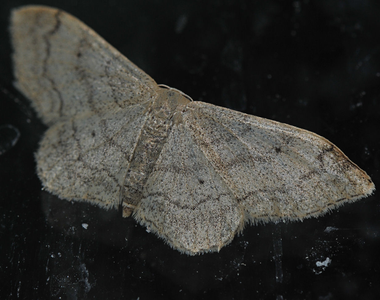 Vinkelengmåler (Idaea aversata)