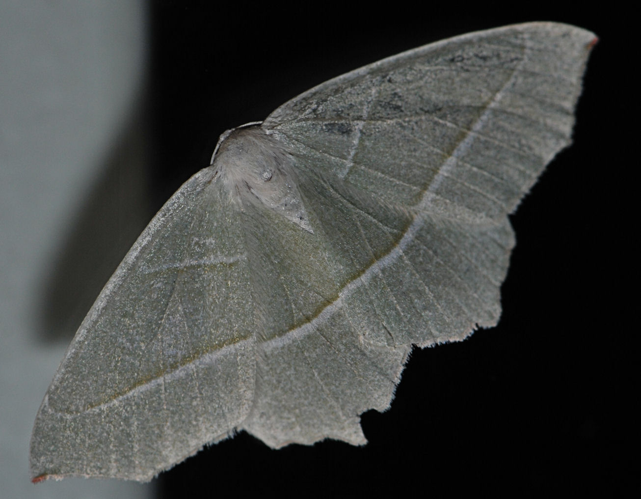 Løvskogmåler (Campaea margaritata)