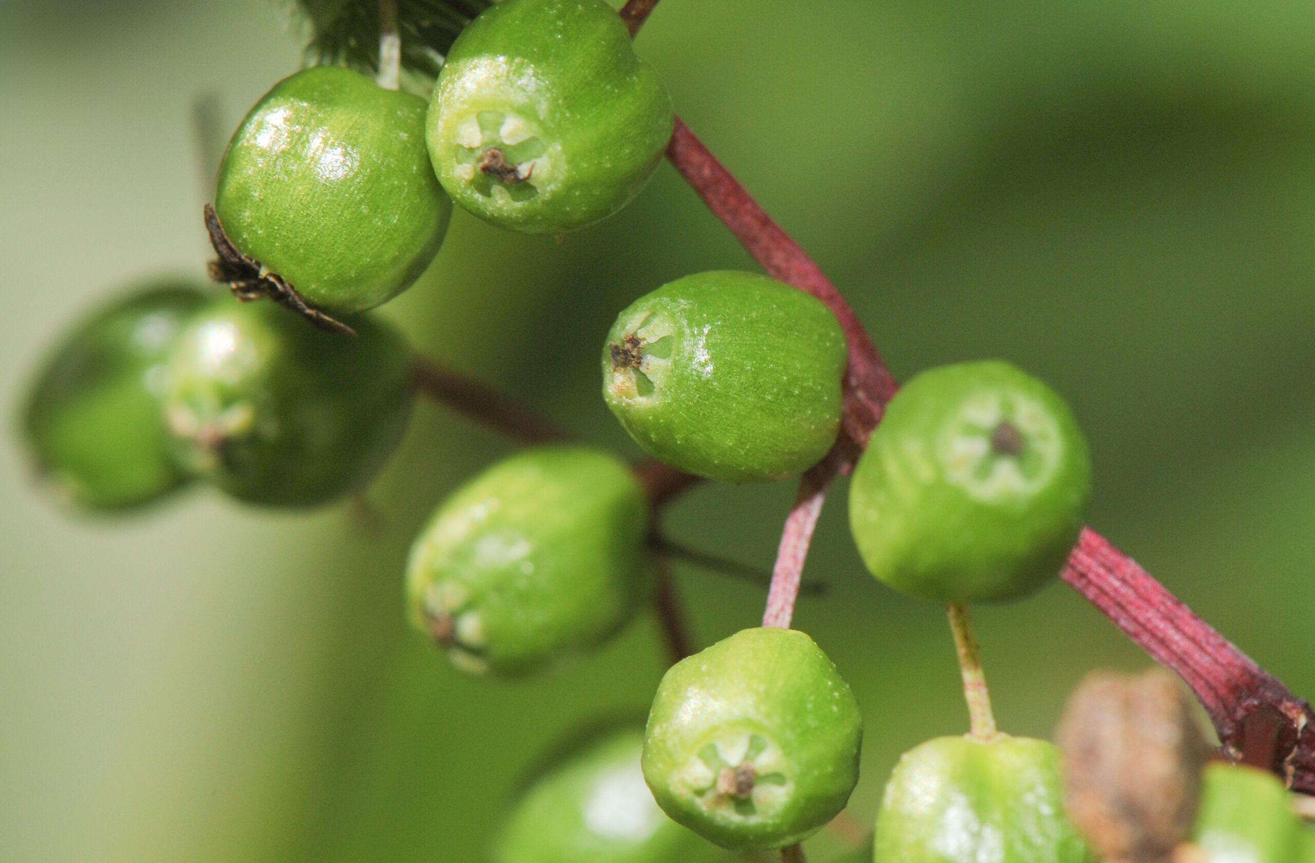 Svarthyll (Sambucus nigra)