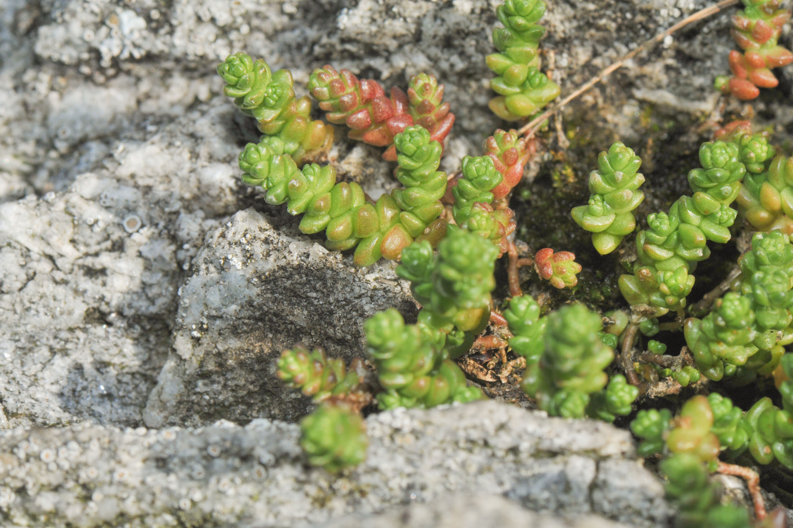 Bitterbergknapp (Sedum acre)